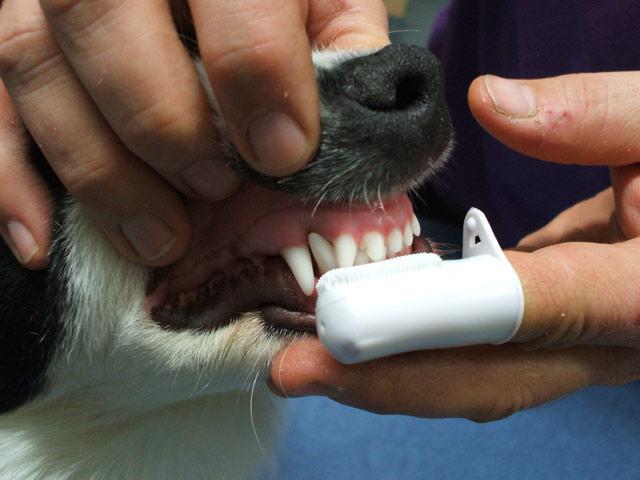 зубная паста для собак от зубного камня
