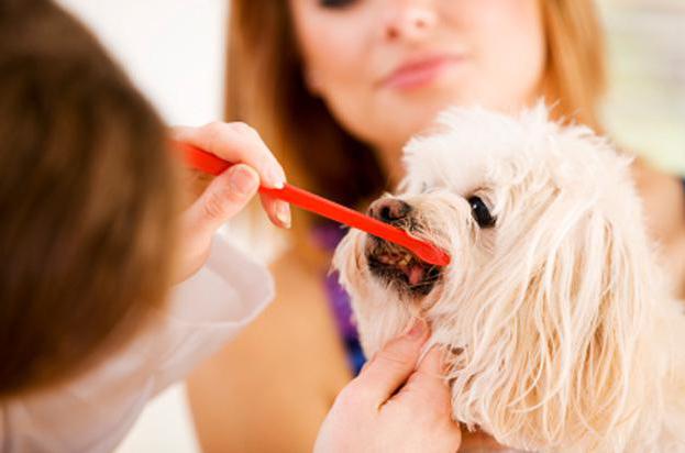 зубная паста для собак отзывы