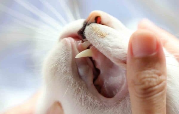 Зубной камень у кошек читайте статью
