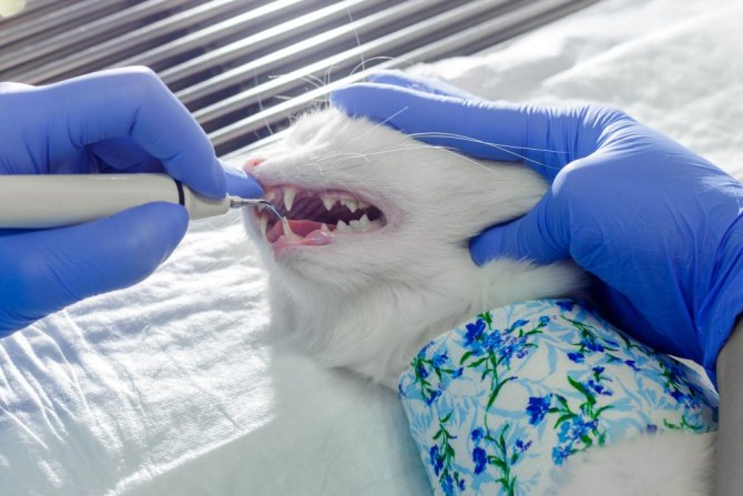 Зубной камень у кошек - симптомы, лечение, профилактика