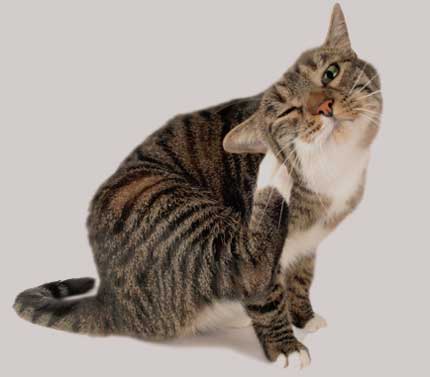 Зуд у кошек причины лечение