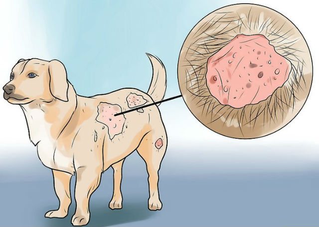 Зуд у собаки из-за аллергии